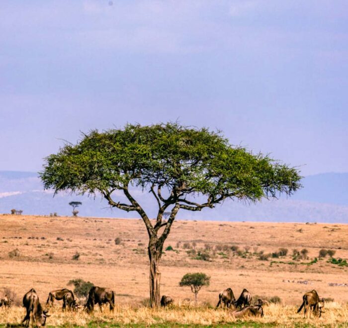 A photo of a Balanite with Wildbeest captured on a 6-Day Safari