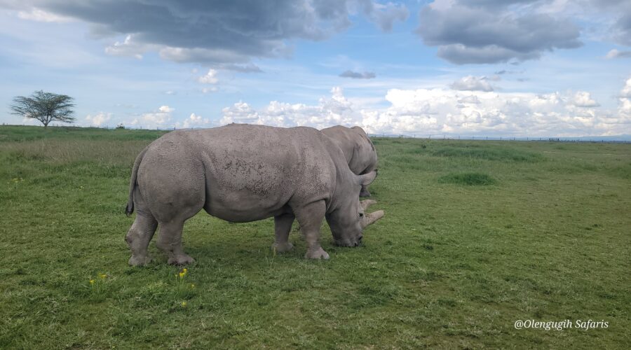 3 Day Ol Pejeta Conservancy Safari in a 4x4 Jeep